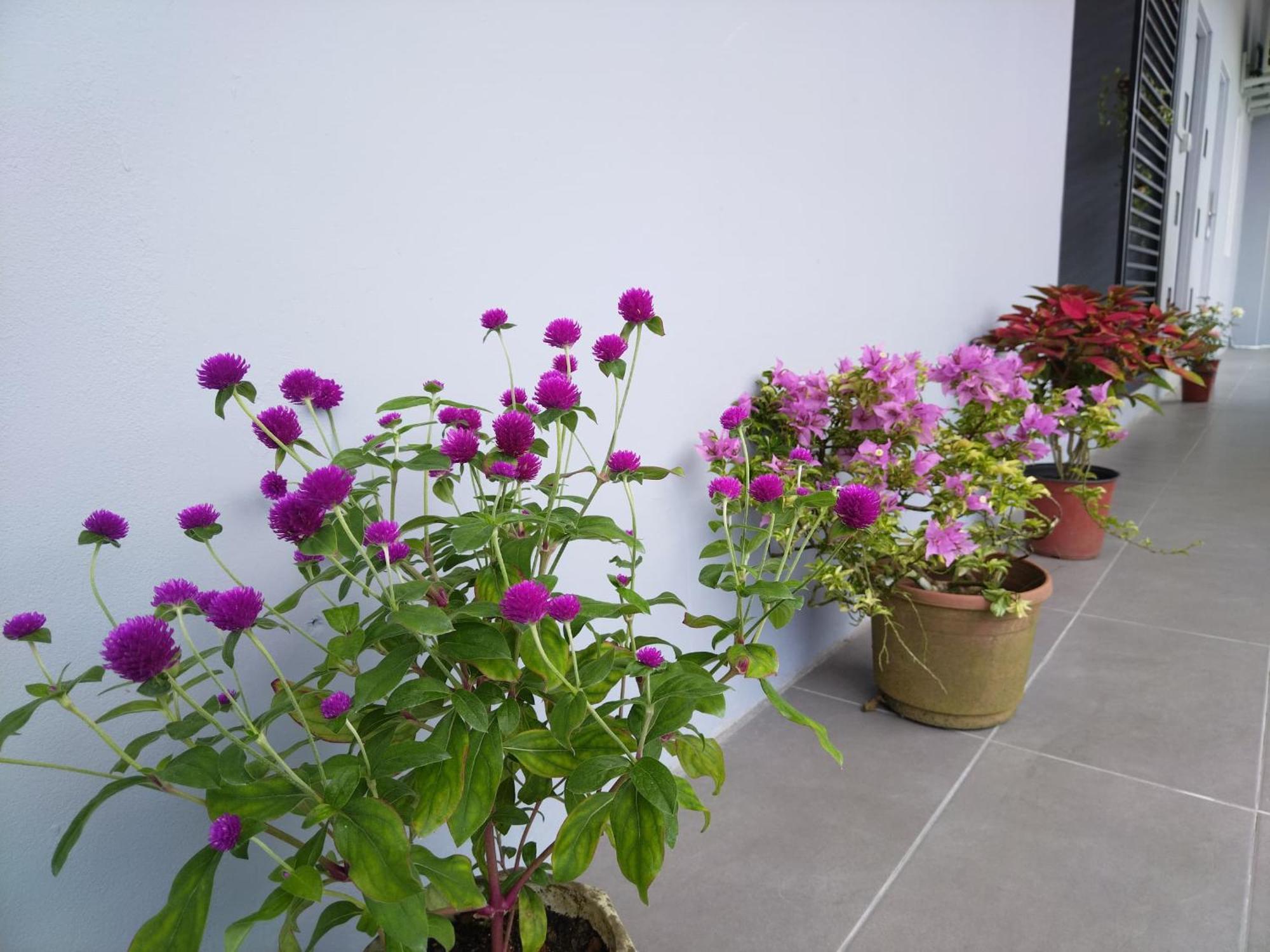 Greenery Rooms Tawau Exteriör bild